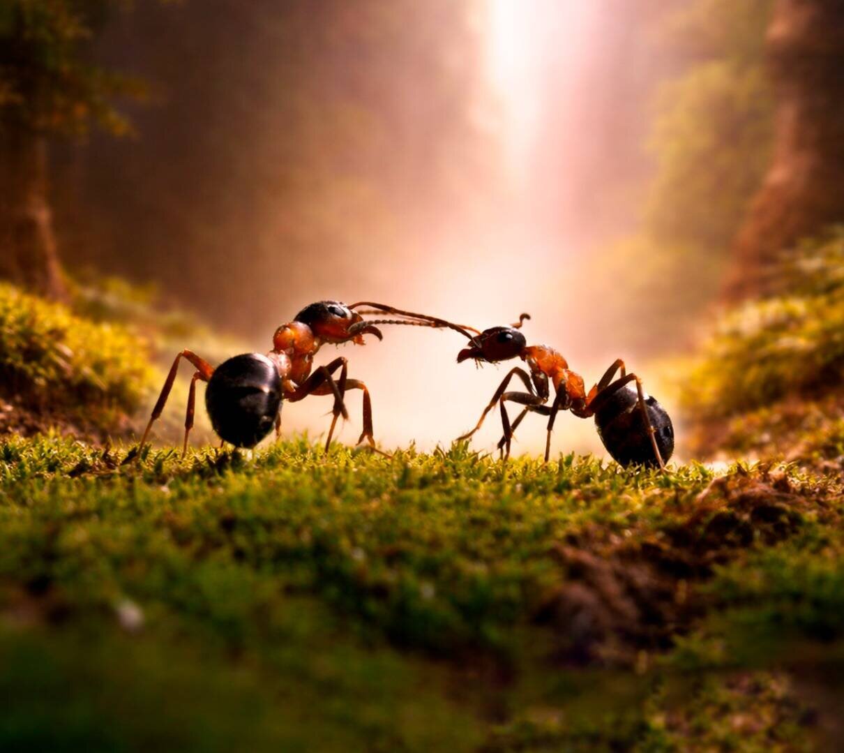 Тимур Чернов