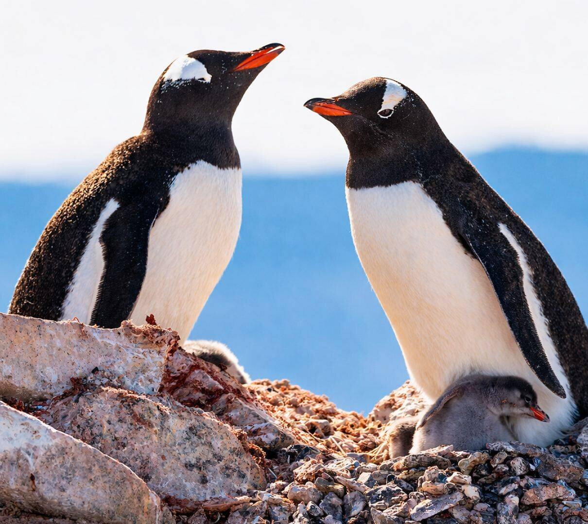 Николай  Гернет