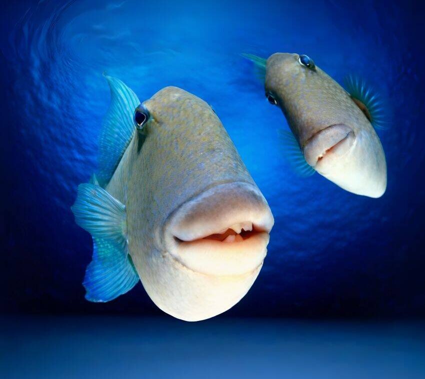 Тимур Чернов